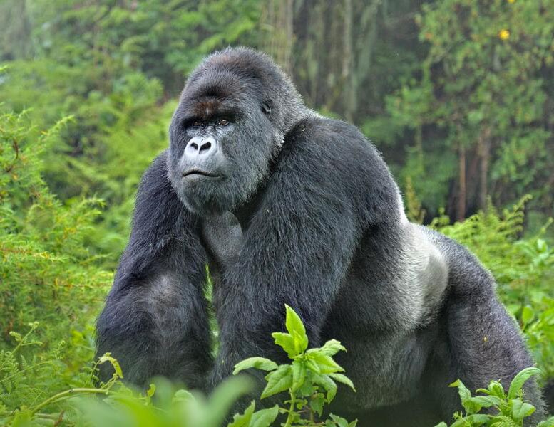 public/img/posts/images/4-days-gorilla-expedition-69455a7047557-post.jpg